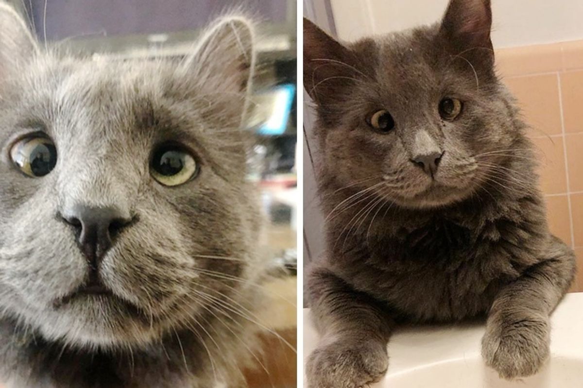 Woman Gives Cat a Home, the Kitty Returns the Favor by Becoming Her Little "Supervisor"