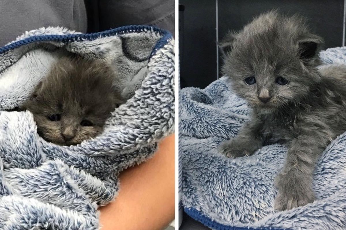 Rescuers Save Sad Kitten from Shelter and Turn Her Life Around