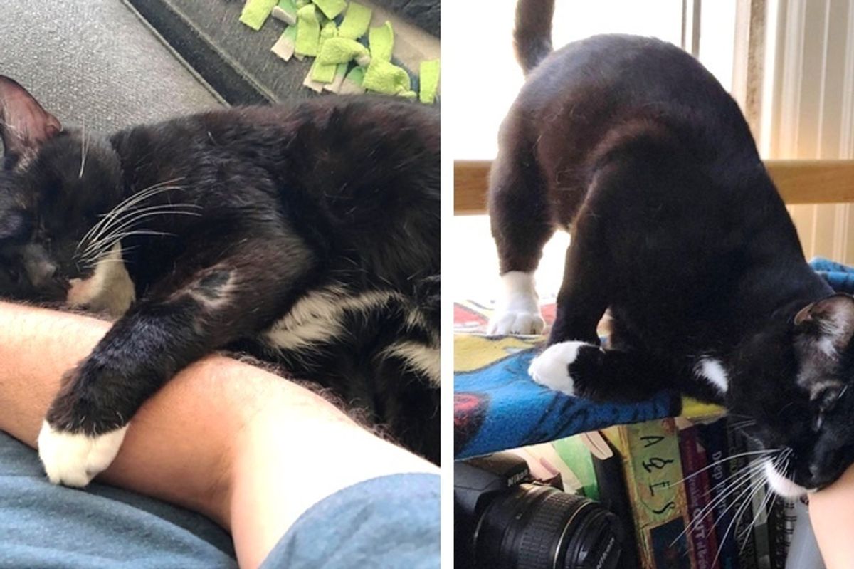 Cat Found Nearly Blind, Gives Everyone Snuggles and Gets Help to See Again