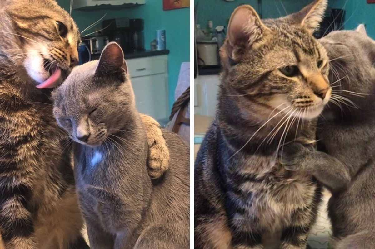 Cat Finds Kindred Spirit When He Meets a Kitten In Need of Love