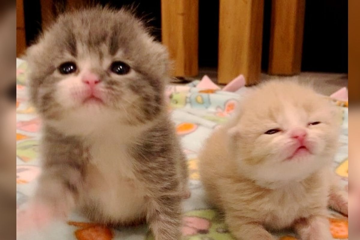 Orphaned Kitten Finds New Brother and Sister - He Won't Stop Cuddling