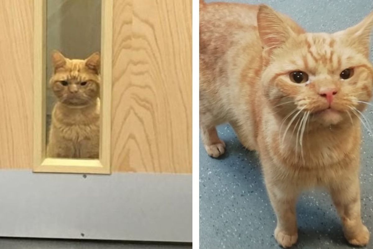Cat with Grumpy Face, Found Wandering Outside, Has a Good Reason for His Displeasure