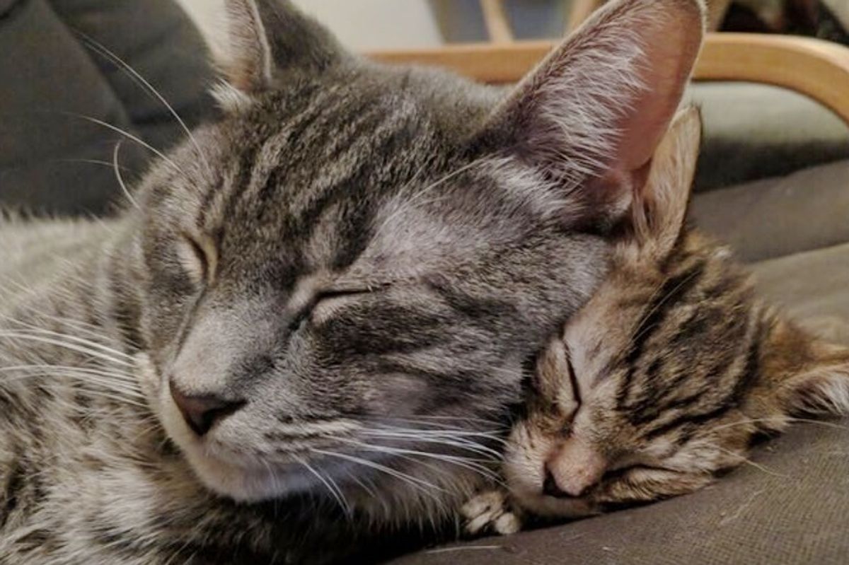 Kitten Helps Shy Cat Open Up When They Found Each Other - They are Both Runts in Their Own Litter