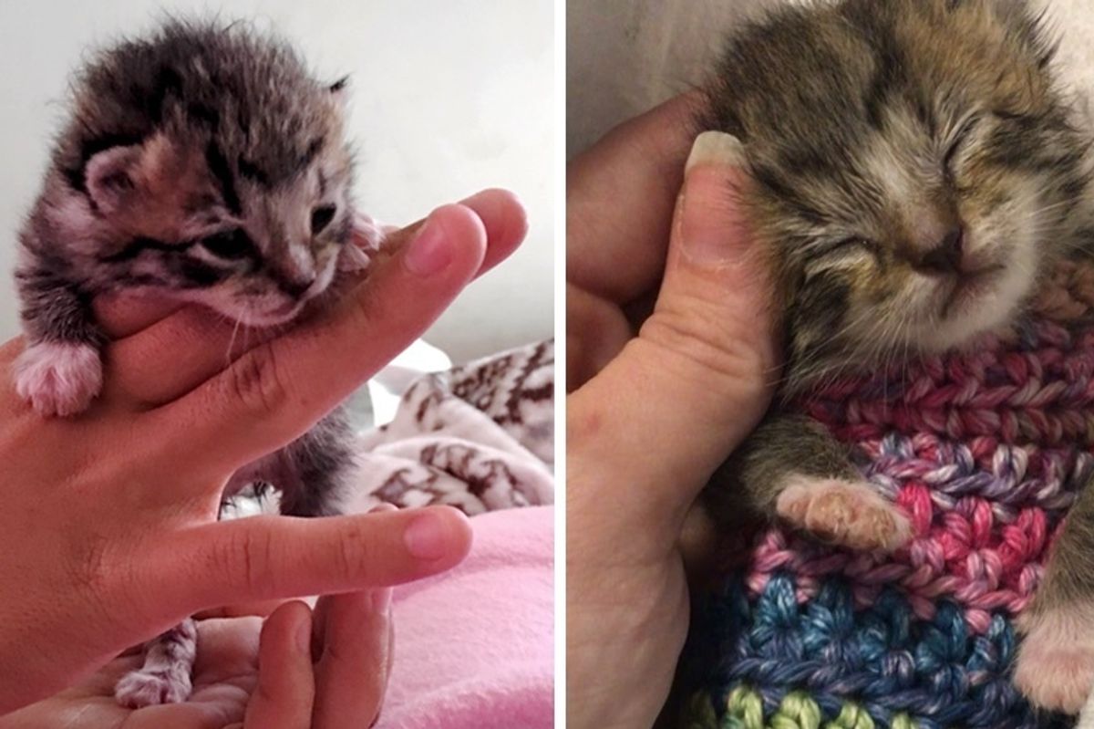Orphaned Kitten Found Shivering in the Cold, Woman Saved Her with Tiny Sweater