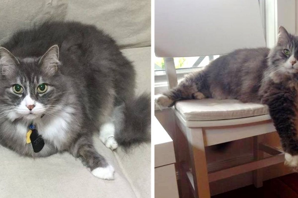 Office Cat Lost His Job But Found Home to Spend His Golden Years