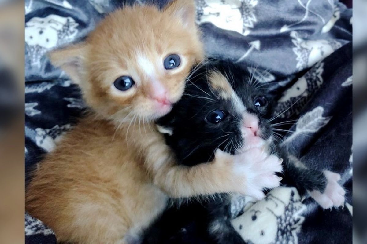 Kitten Brother and Sister Keep Each Other Alive Until They are Saved