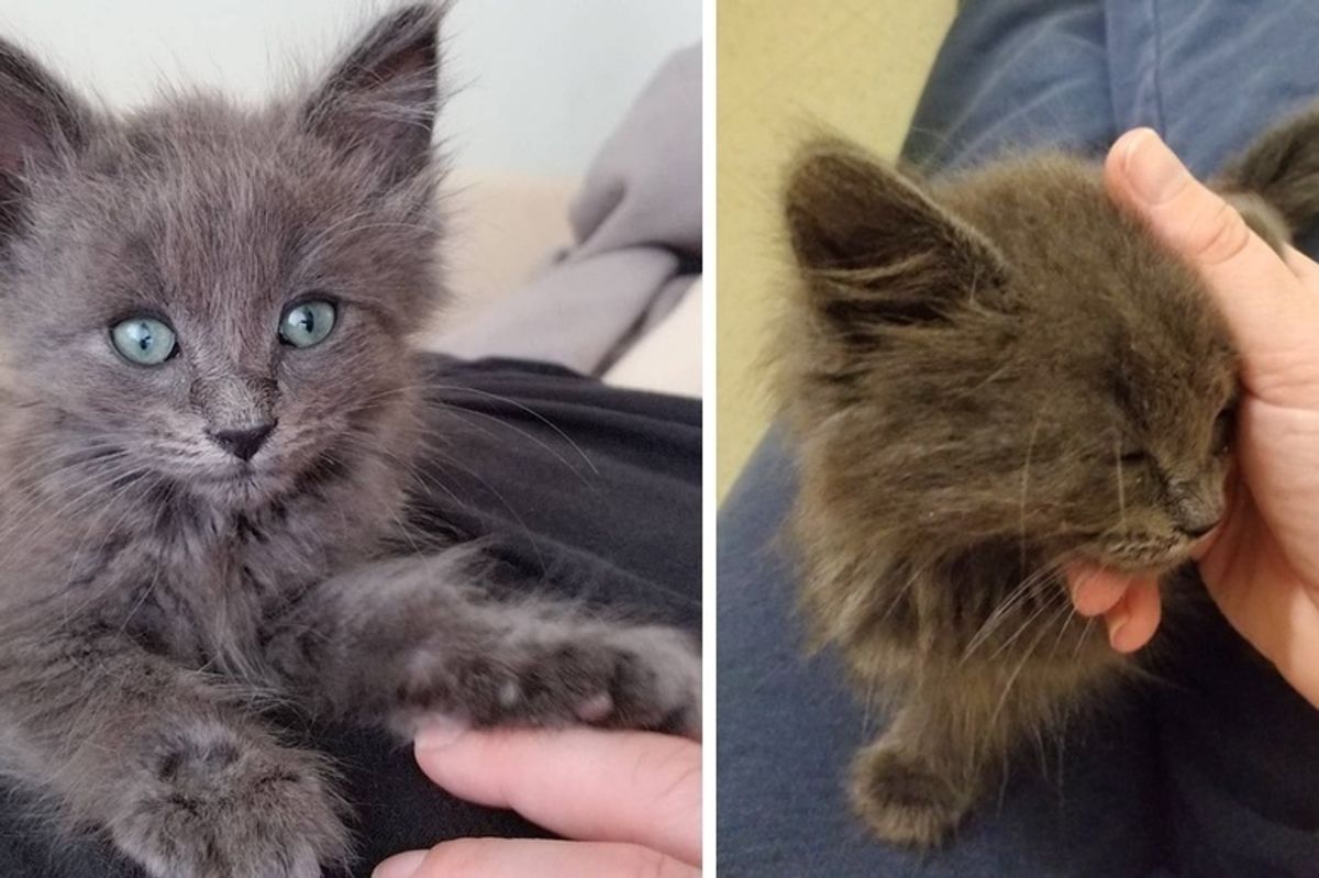 Kitten Won't Leave Woman's Lap After He Was Found Alone Under a Car