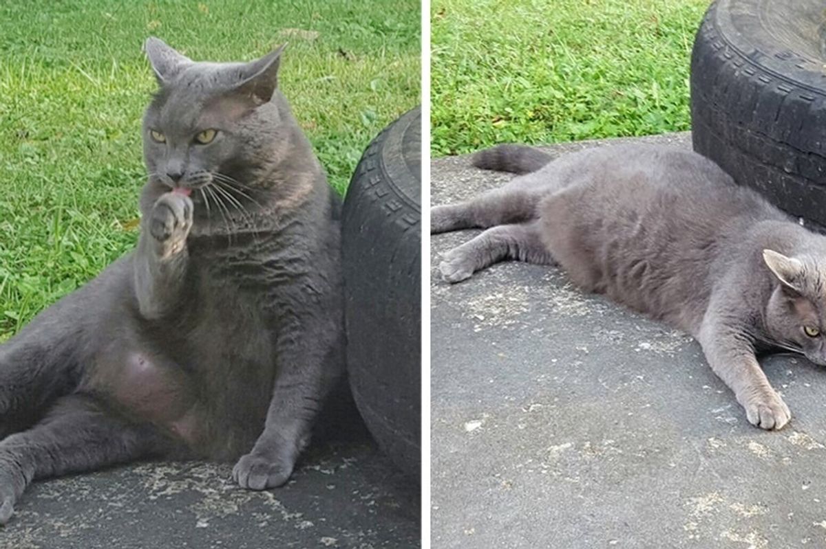 Woman Moved into New Home and Found Cat Outside, the Kitty Kept Coming Back