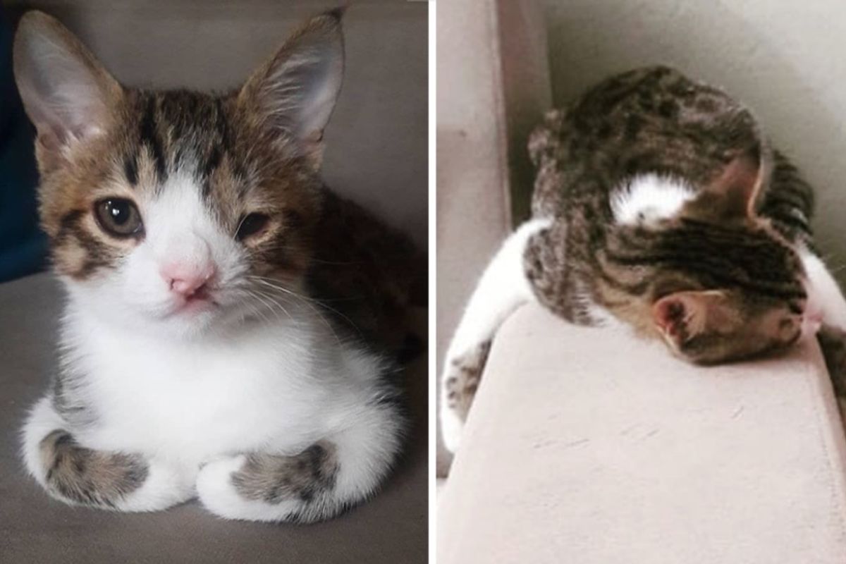 Kitten with Cleft Lip Hugs Everything He Sleeps on After He Finds Loving Home