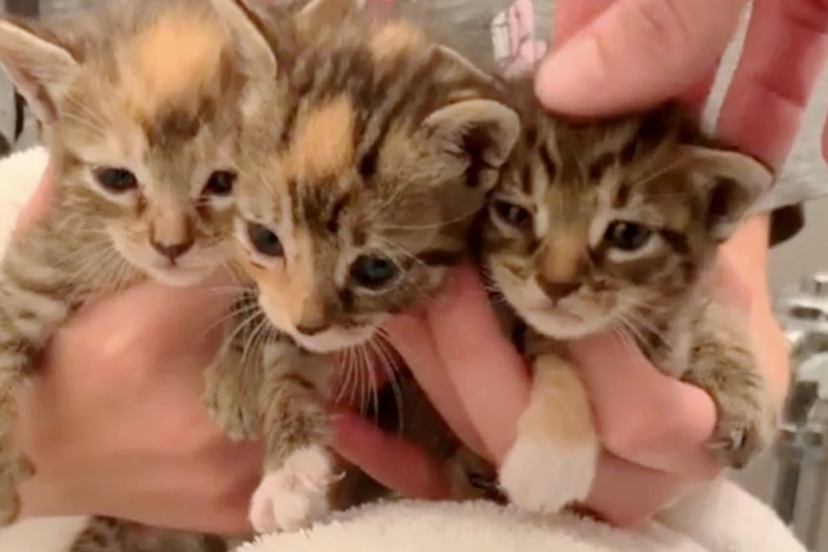 Woman Finds Kittens Abandoned in the Cold Outside Building - the Kitties Cry to Her for Help