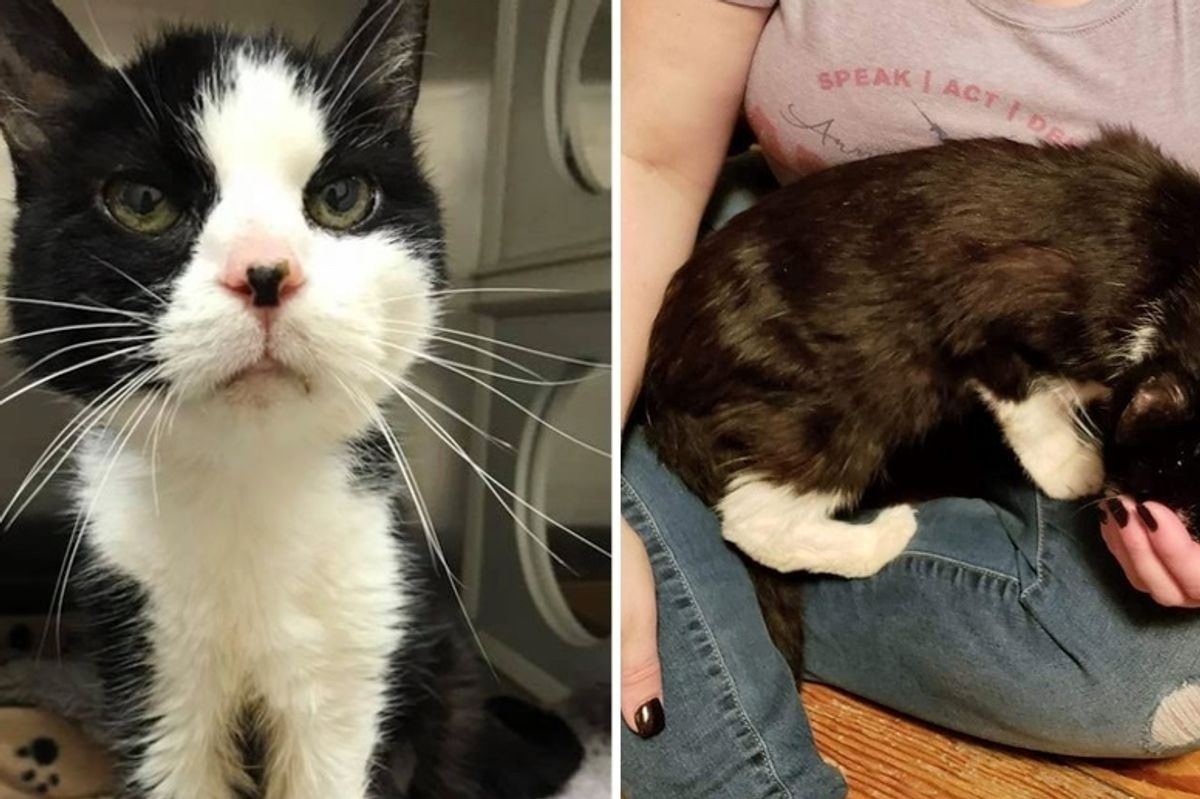 20-year-old Cat Finds Someone to Love After Being Given Up to Shelter - She Can't Stop Snuggling