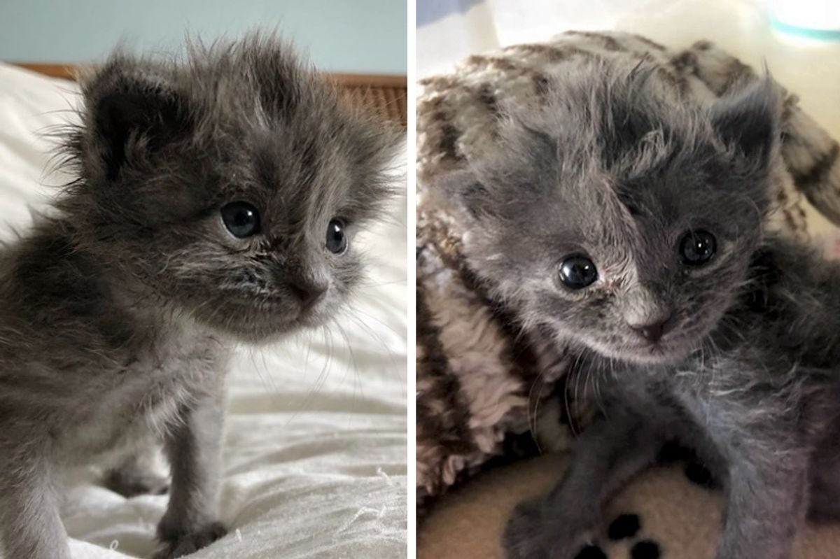 Kitten Found All Alone Just Days Old, Bounces Back and Grows a Fluffy Hairdo