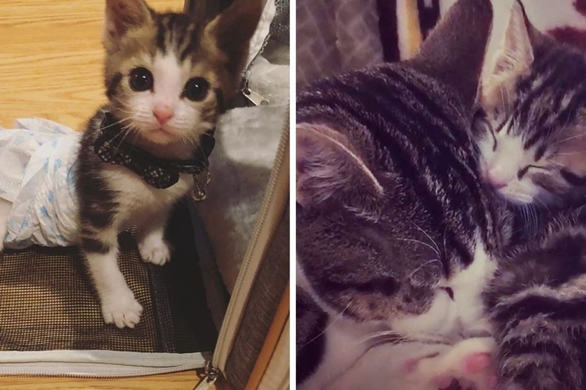 Kitten Who Lost Use of Back Legs, Now Moves Faster Than Other Cats and Helps Kitties in Need