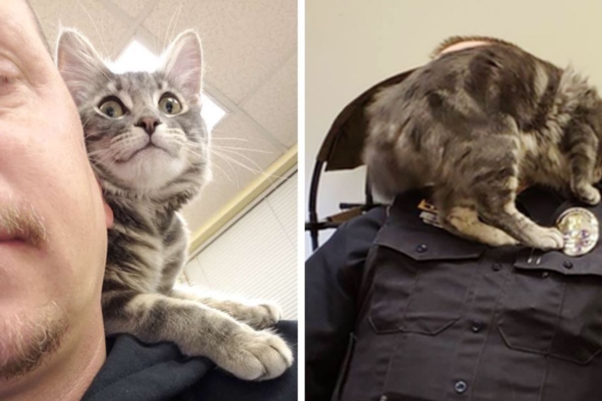 Kitten Saved by Officer Insists on Being His Partner and Offers Everyone Help