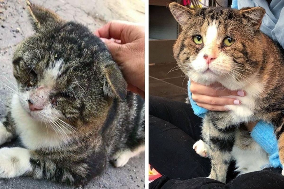 Cat Who Wandered the Streets for Years, Is Finally Warm This Winter and Can't Stop Purring