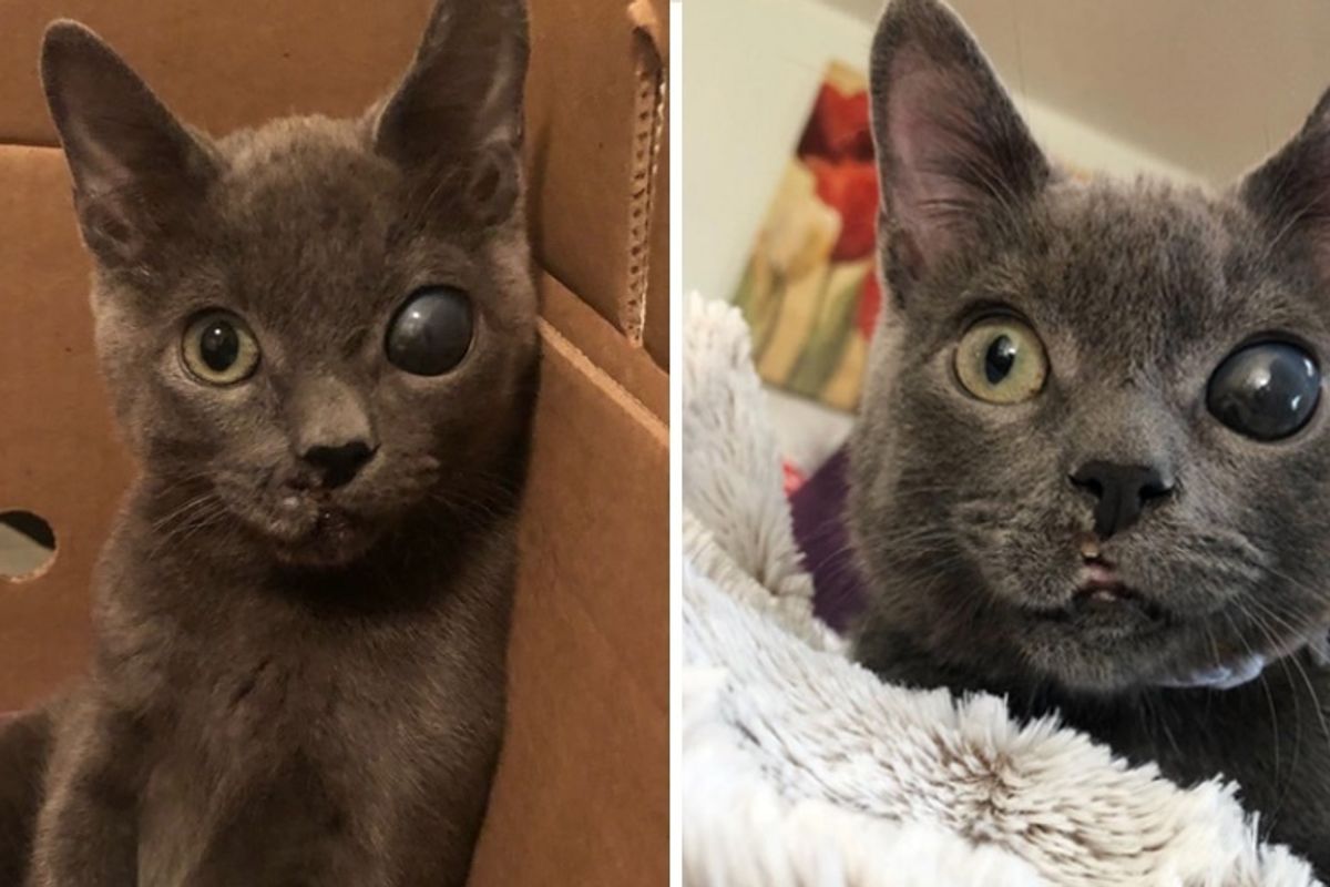 Woman Saves Special Needs Kitten and Helps Him Heal When No One Else Would