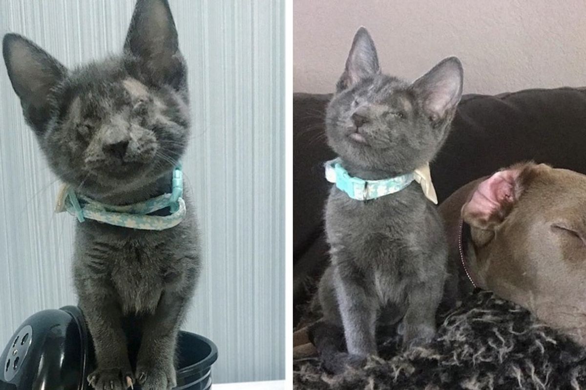 Woman Drives 10 Hours to Adopt Blind Kitten, the Kitty Bonds with Her Rescued Dog
