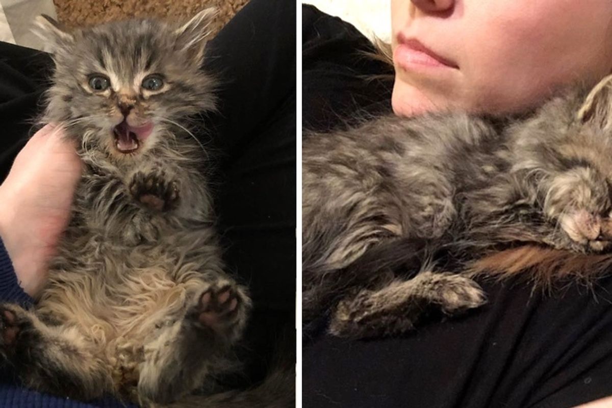 Kitten Found on Roadside Clings to Woman After She Brought Him Back from the Brink