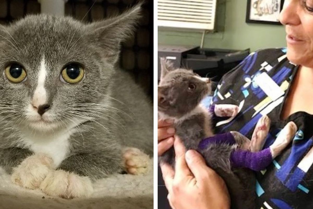 Kitten with Injured Paws Heals Through Constant Cuddles from Everyone at Cat Sanctuary