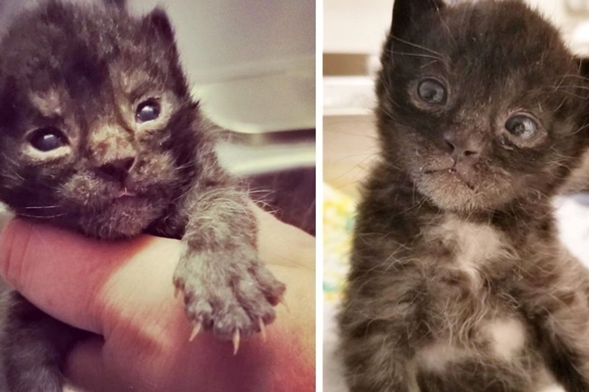 No One Expected this Kitten to Live - But Someone Gave Him A Chance