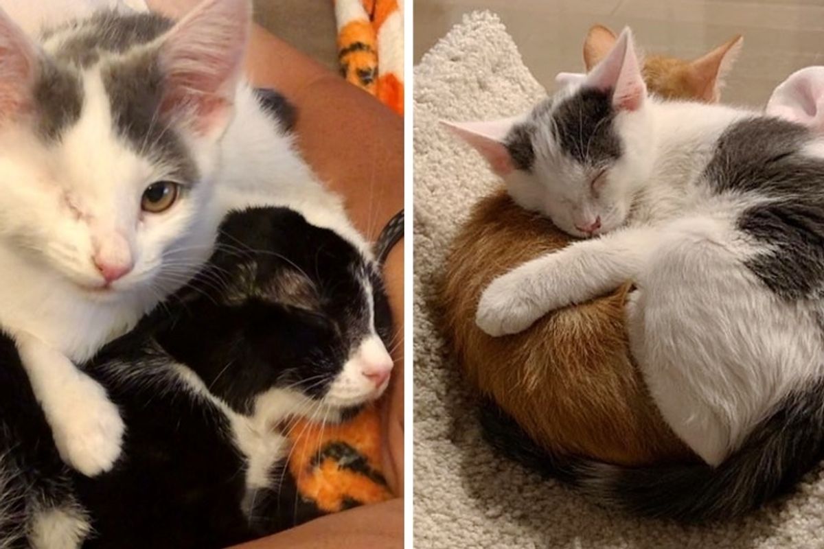 Kitten with One Eye Cuddles Everyone Around Her After She was Rescued from Uncertain Fate