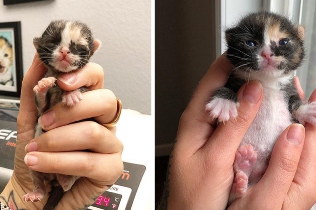 Kitten Found Cold on the Street Hours After Birth, Gets a Chance She Needed to Thrive
