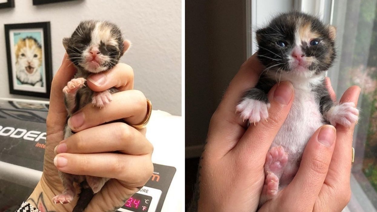 Can Newborn Kittens Survive in Hot Weather: Essential Care Tips