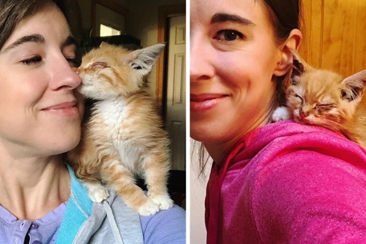 Kitten Found Huddled on the Road, Clings to Rescuer's Shoulder and Won't Nap Anywhere Else