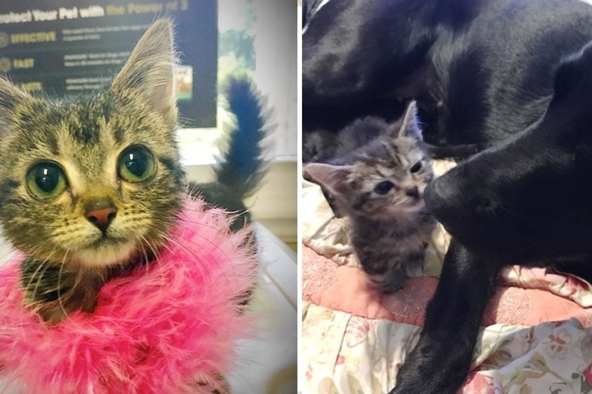 Woman Saves Kitten Who is Forever Tiny, and Turns Her Life Around