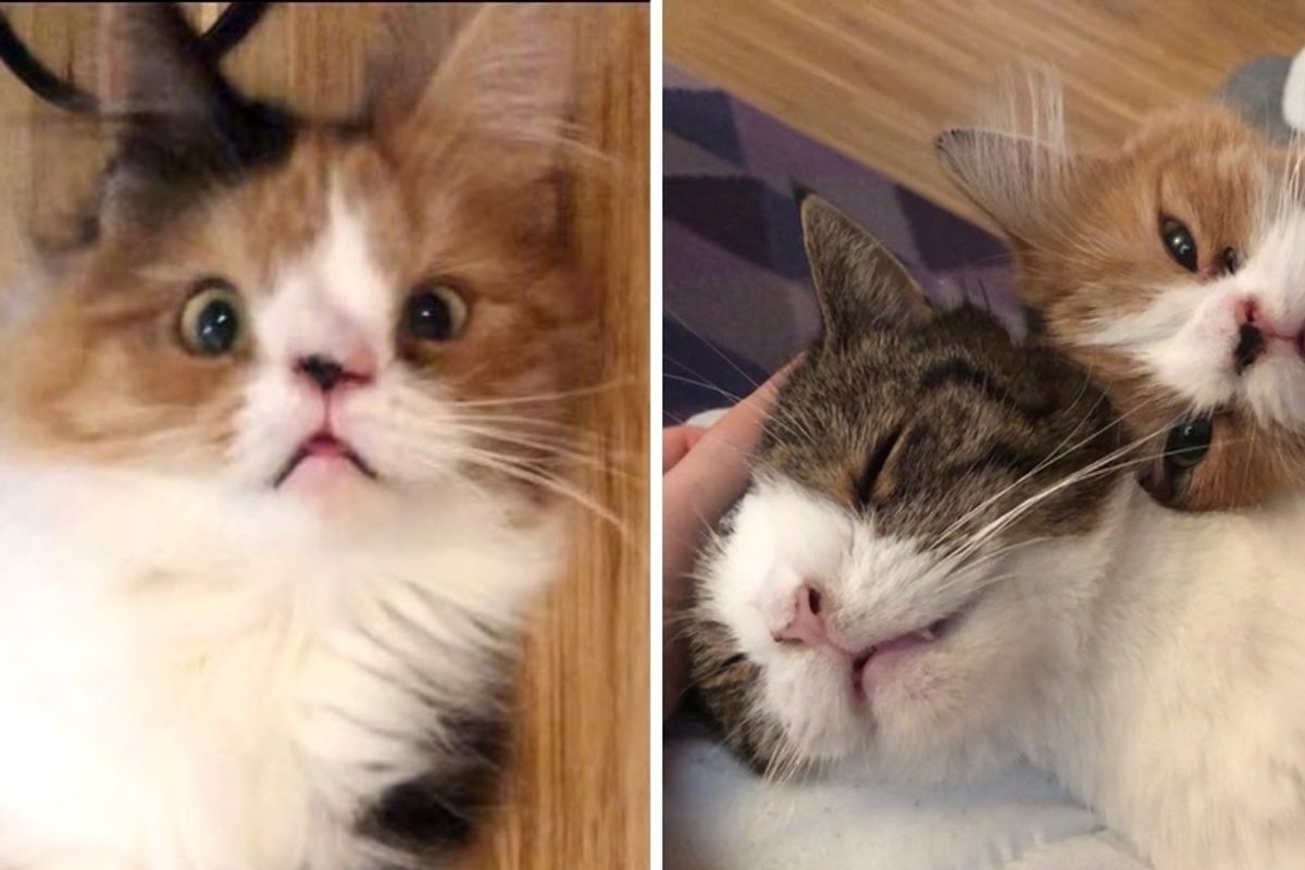 Cat Finds Another Kitty Who Shares Same Unusually Perfect Face - She Follows Him Everywhere