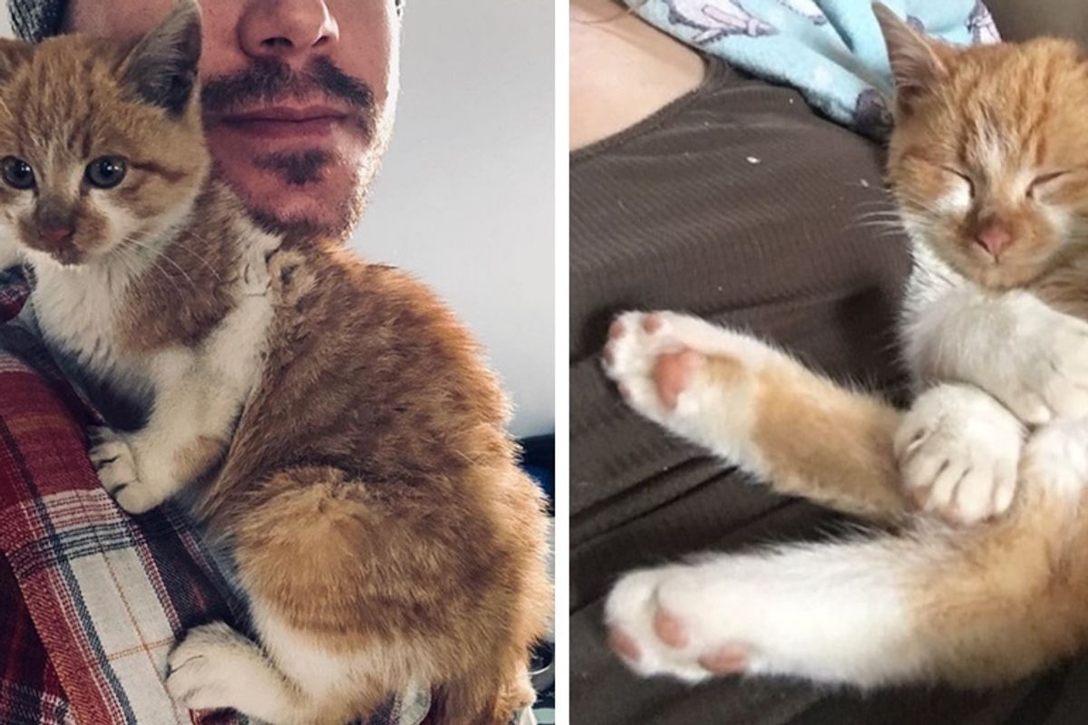 Kitten Found Outside in the Cold, Jumps into His Rescuer's Arms for Warmth