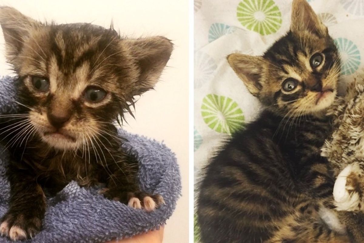 Kitten with a Frown Finds His Smile When He Meets Someone He Loves