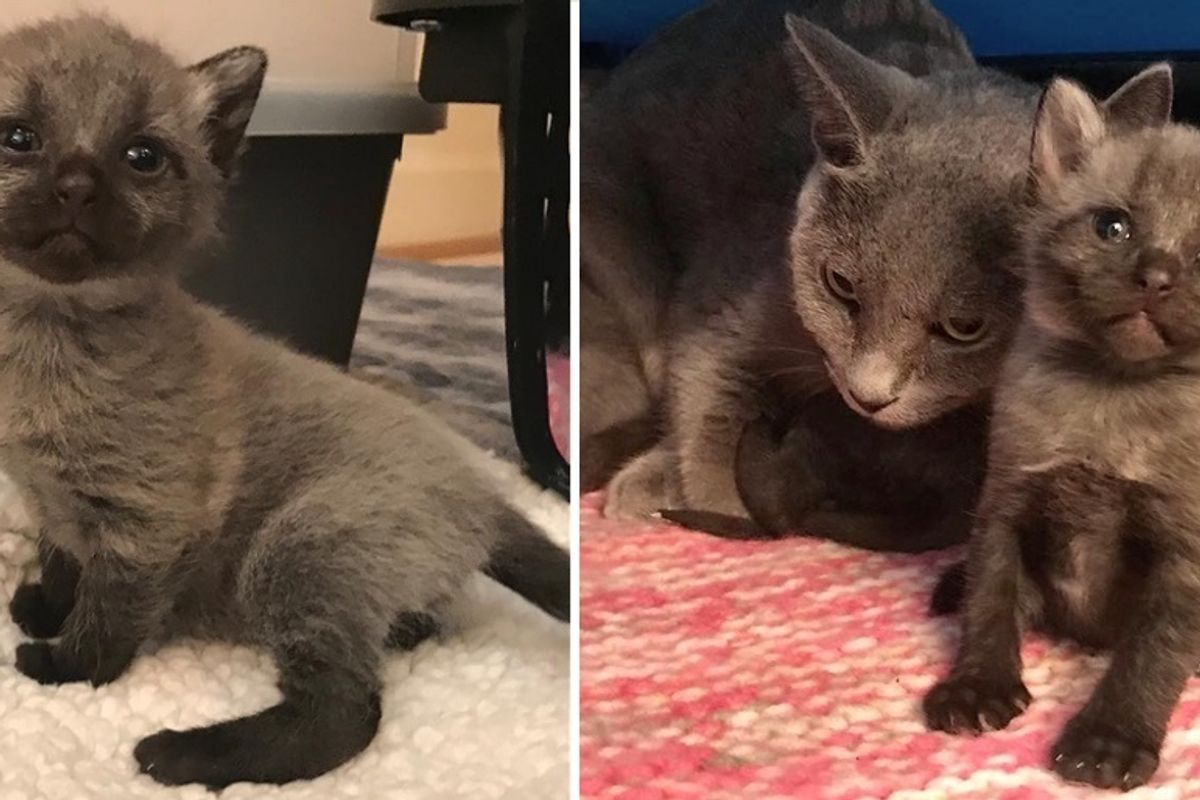 Kittens Found Huddled in a Shed, Their Coloring Changes Completely as They Grow