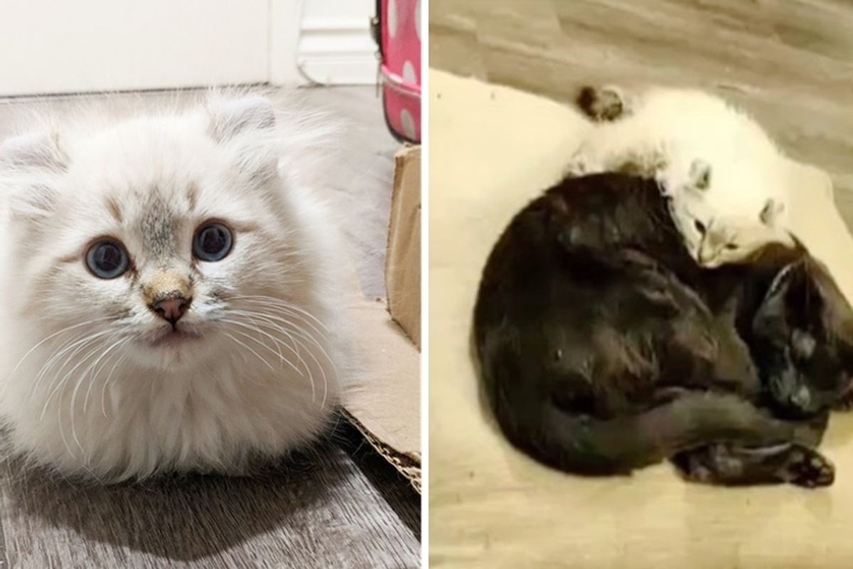 Kitten Born with Crooked Legs Finds Love in Cat Friend and Won't Stop Following Him