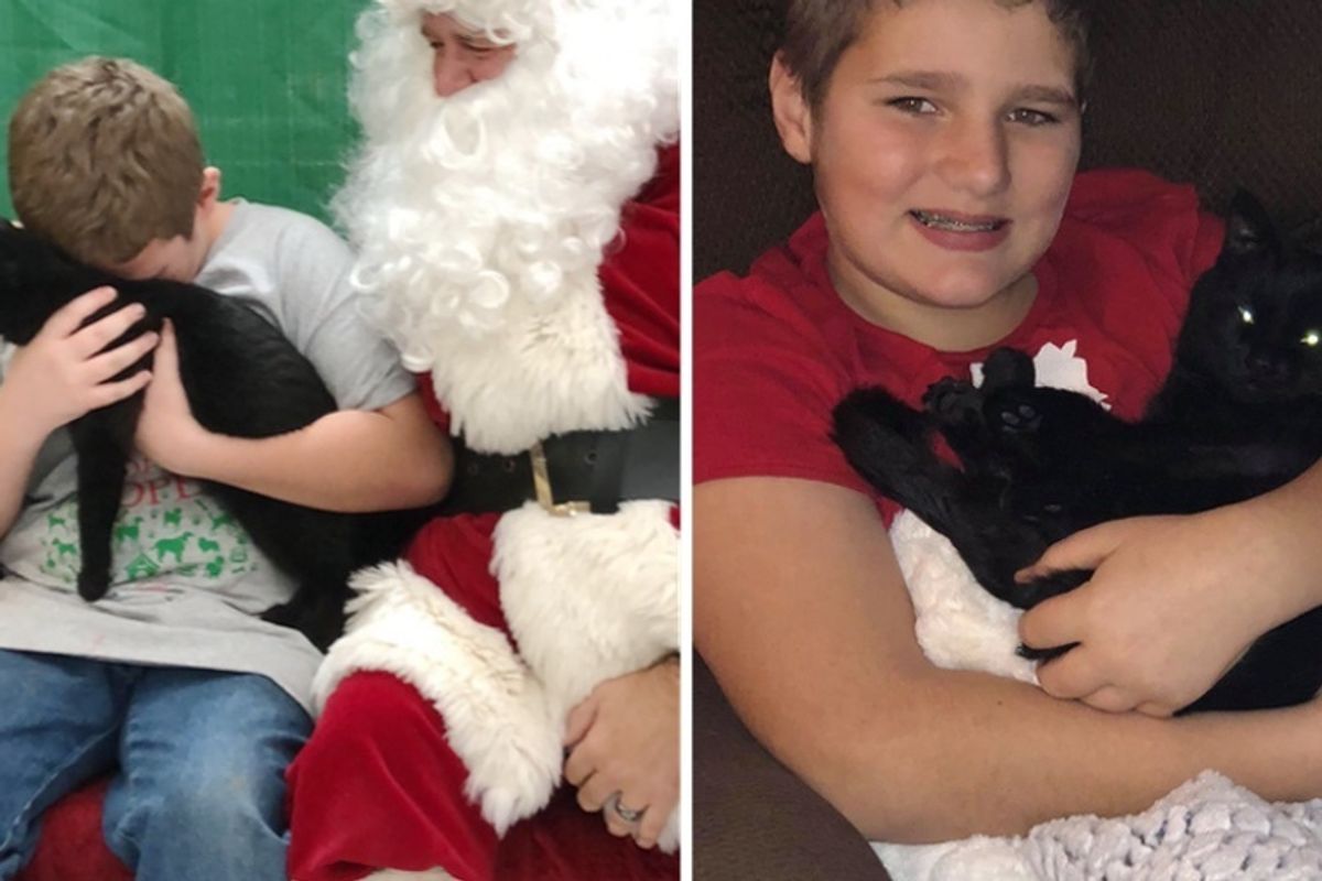 Kitten Befriends Young Shelter Volunteer and Makes His Dream Come True