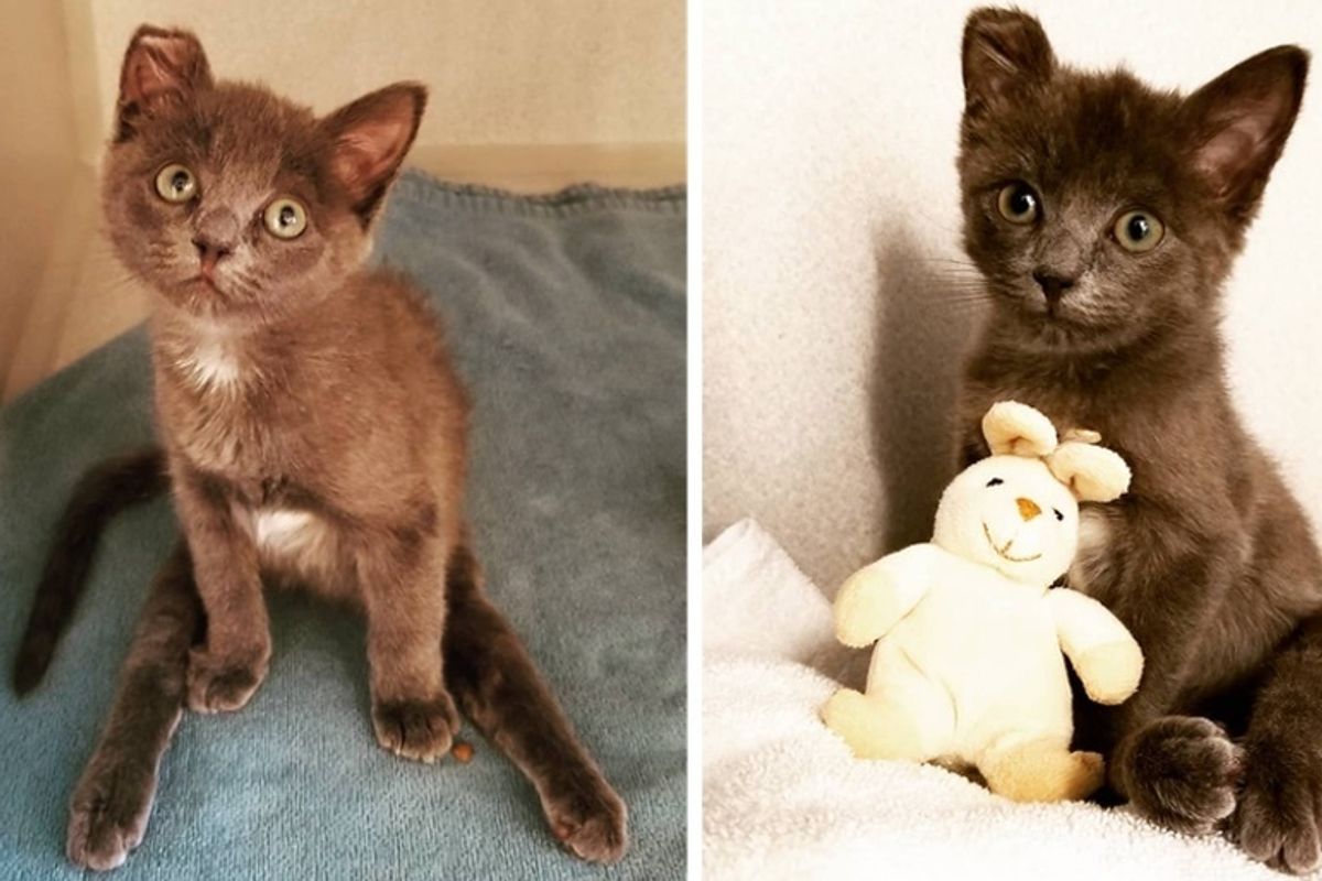 Kitten Who Couldn't Use His Back Legs, Can Feel His Toes Again