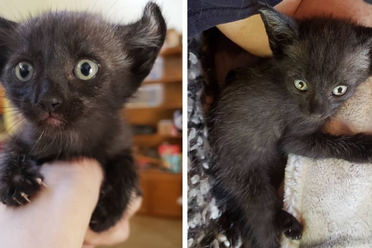 Woman Saves Kitten from Car Engine and Brings Him Back from the Brink - the Kitty Can't Stop Cuddling