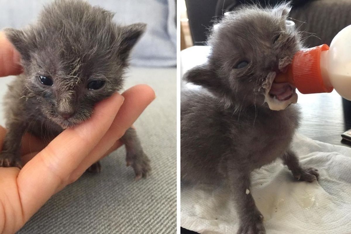 Kitten Found Wrapped in a Towel, Never Gave Up and Blossomed into Fluffy Cat