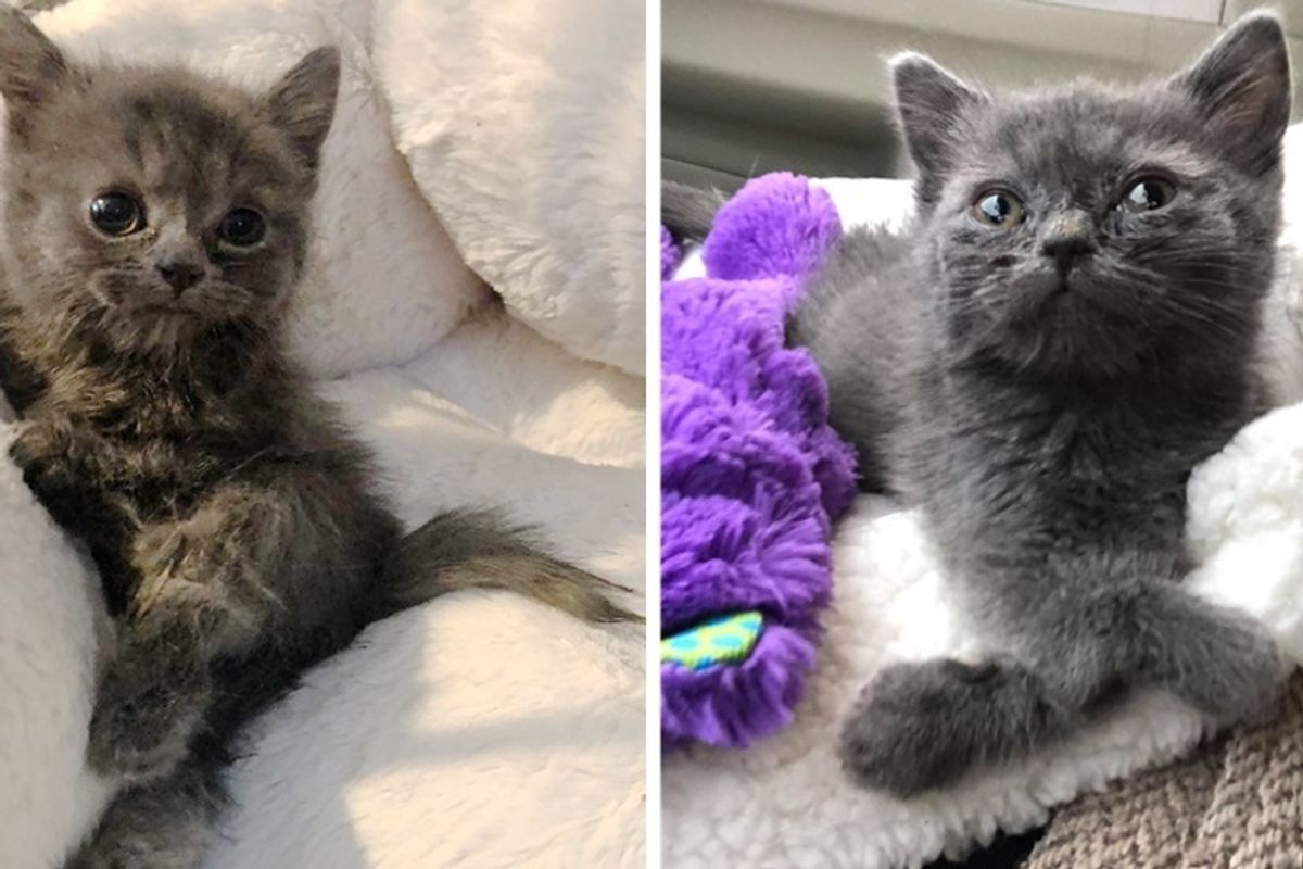 Woman Saves Kitten with Twisted Legs and Tiny Body When Others Have Given Up