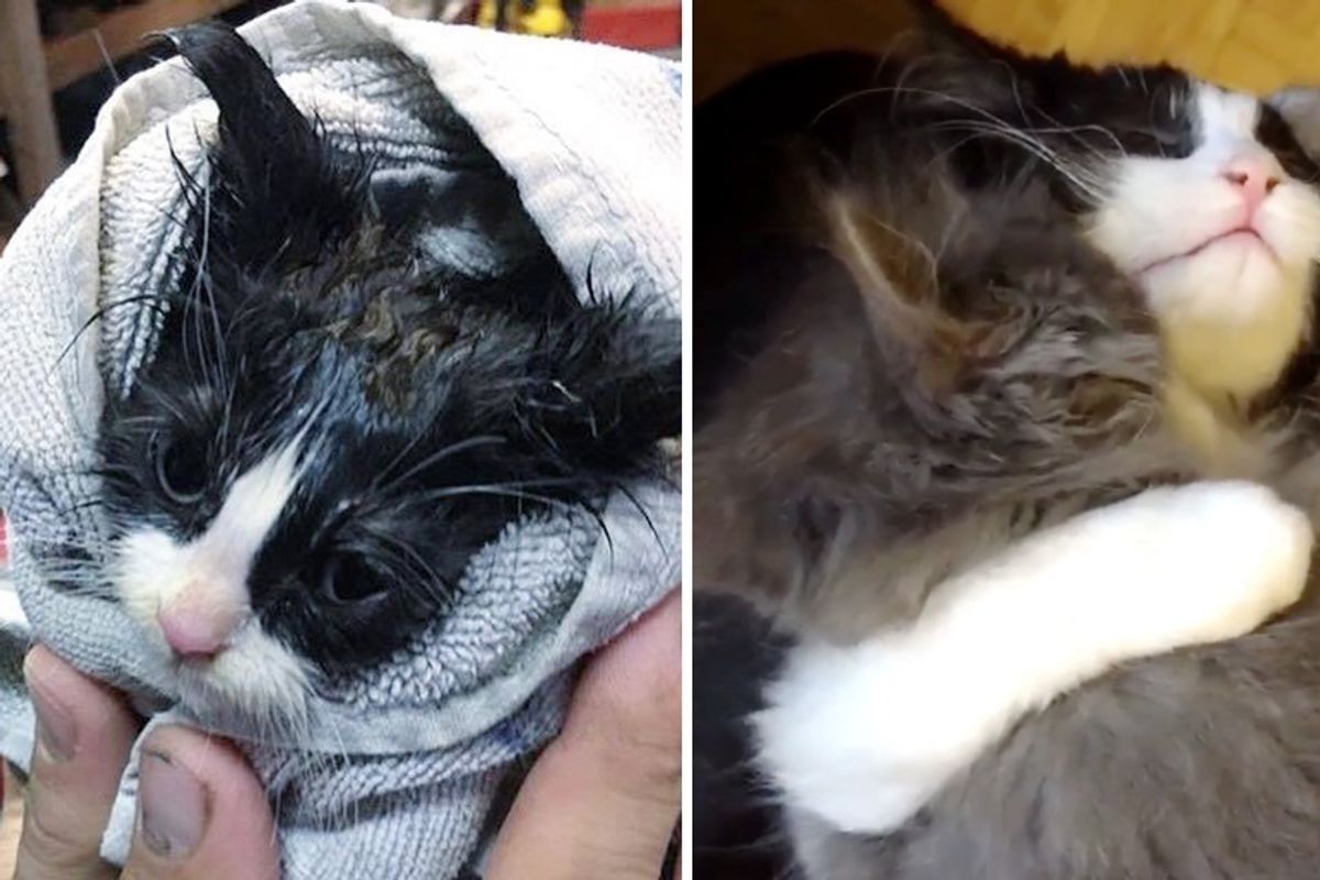 Kitten Found Abandoned on Road, Meets Another Kitty with the Same Fate - She Won't Let Her Go