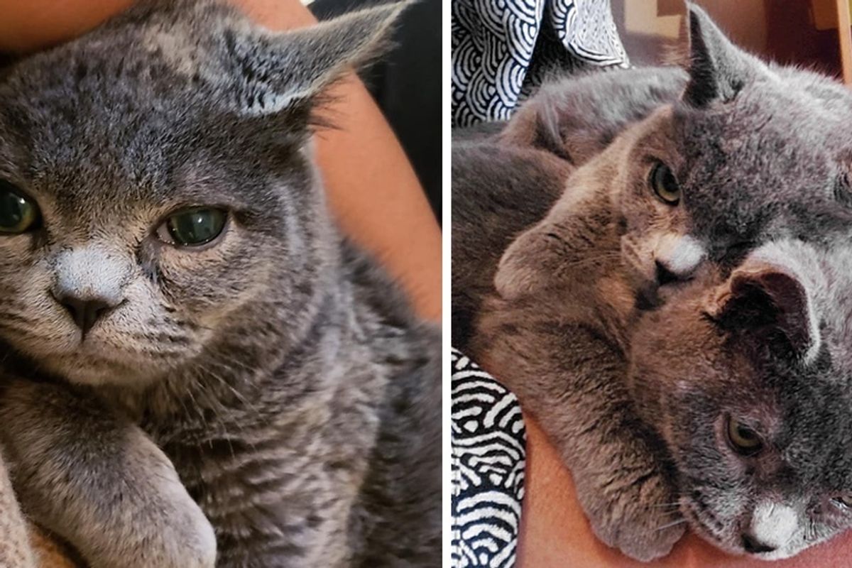Kittens With Special Needs Rescued Together from the Outside, Won't Leave Each Other
