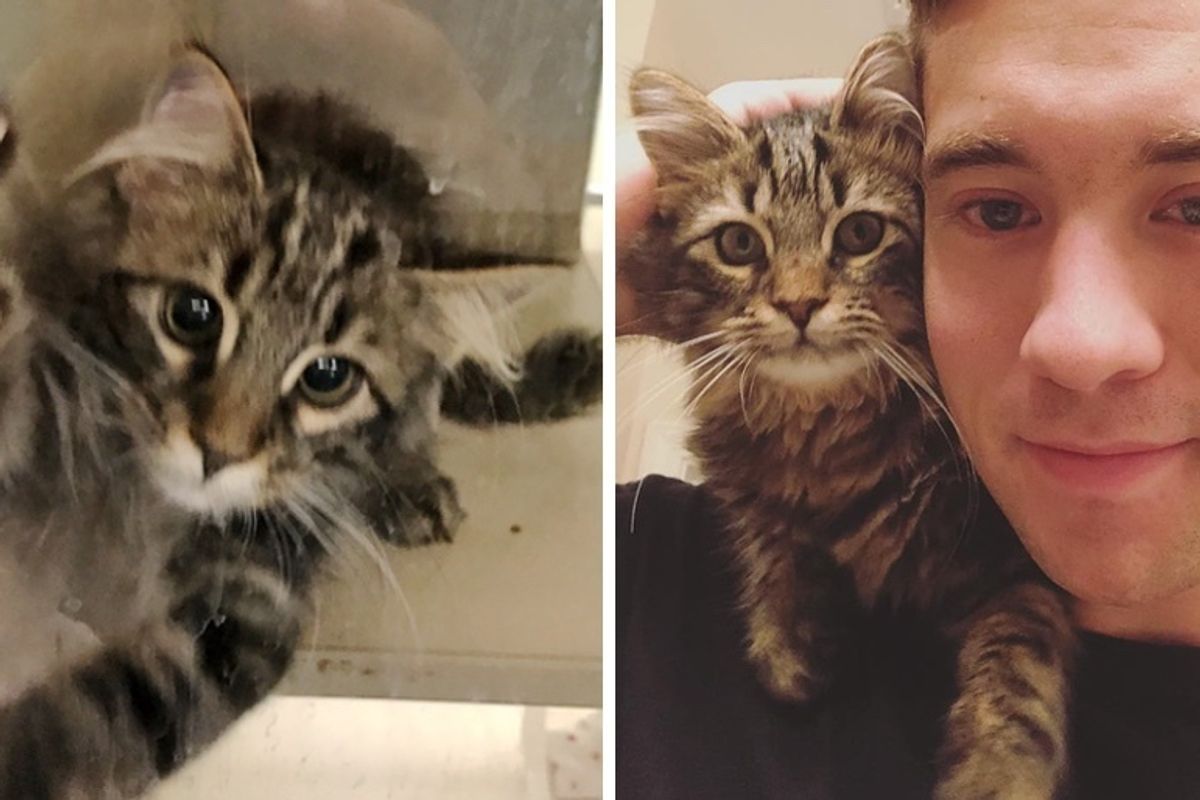 Couple Started Volunteering at Shelter but Found Kitten Waiting for Them