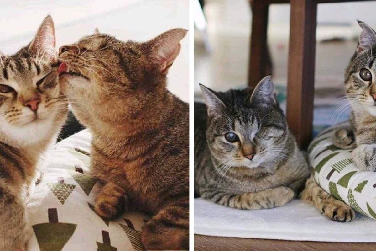 Kittens Found Huddled on Street, Waited 12 Months and Finally Had Their Dream Come True