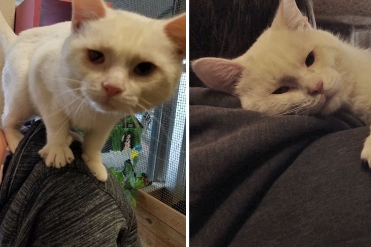 Couple Went to See Cats and Kittens But Ended Up Being Chosen by This Little Guy