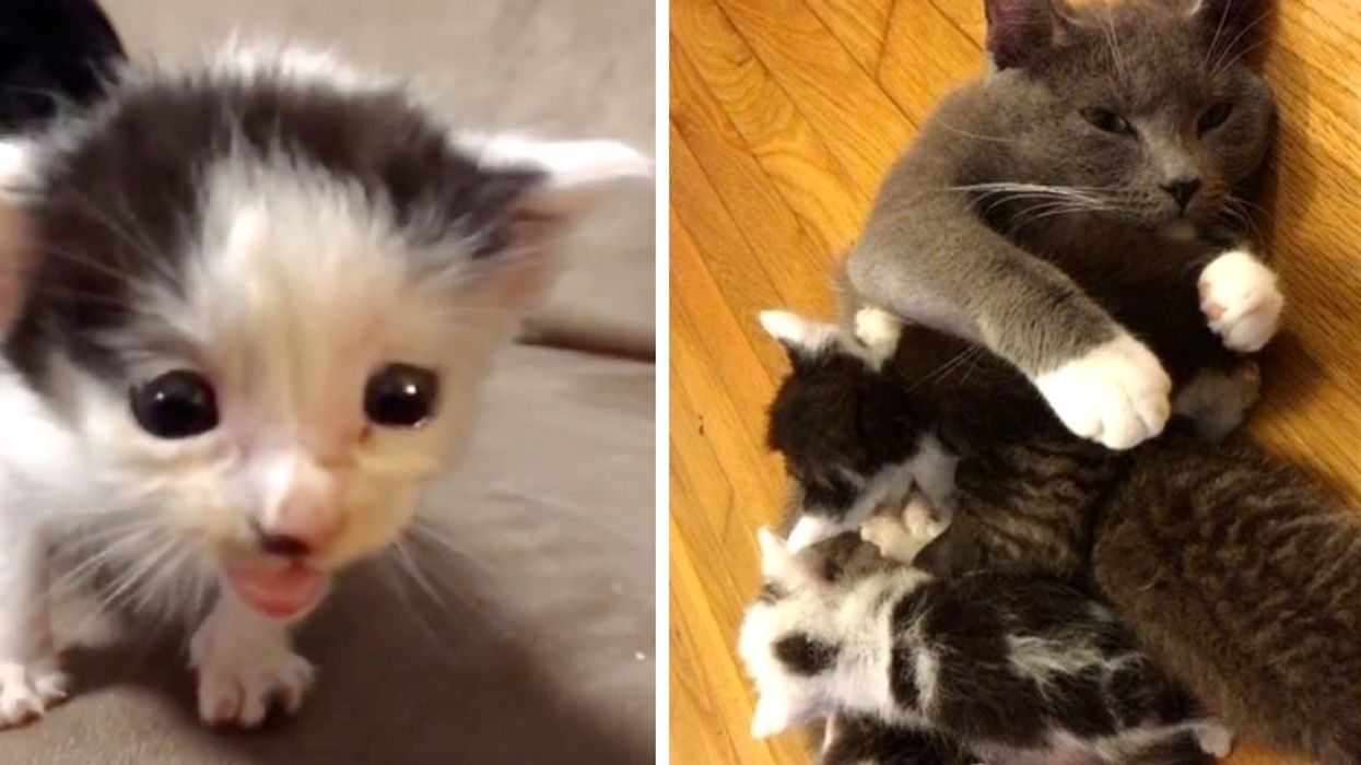 How to Introduce an Orphaned Kitten to a Nursing Cat: Expert Tips