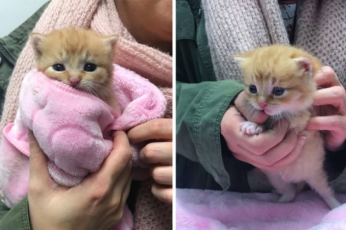 Kitten Saved from Bitter Cold Has Her Life Turned Around This Holiday Season