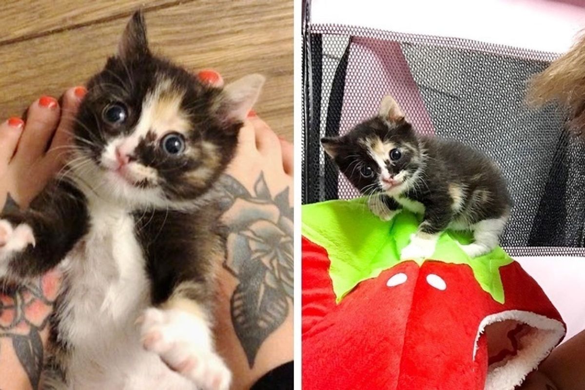 Kitten Gets Her Smile Back After Rescuers Saved Her from the Street Hours After Birth