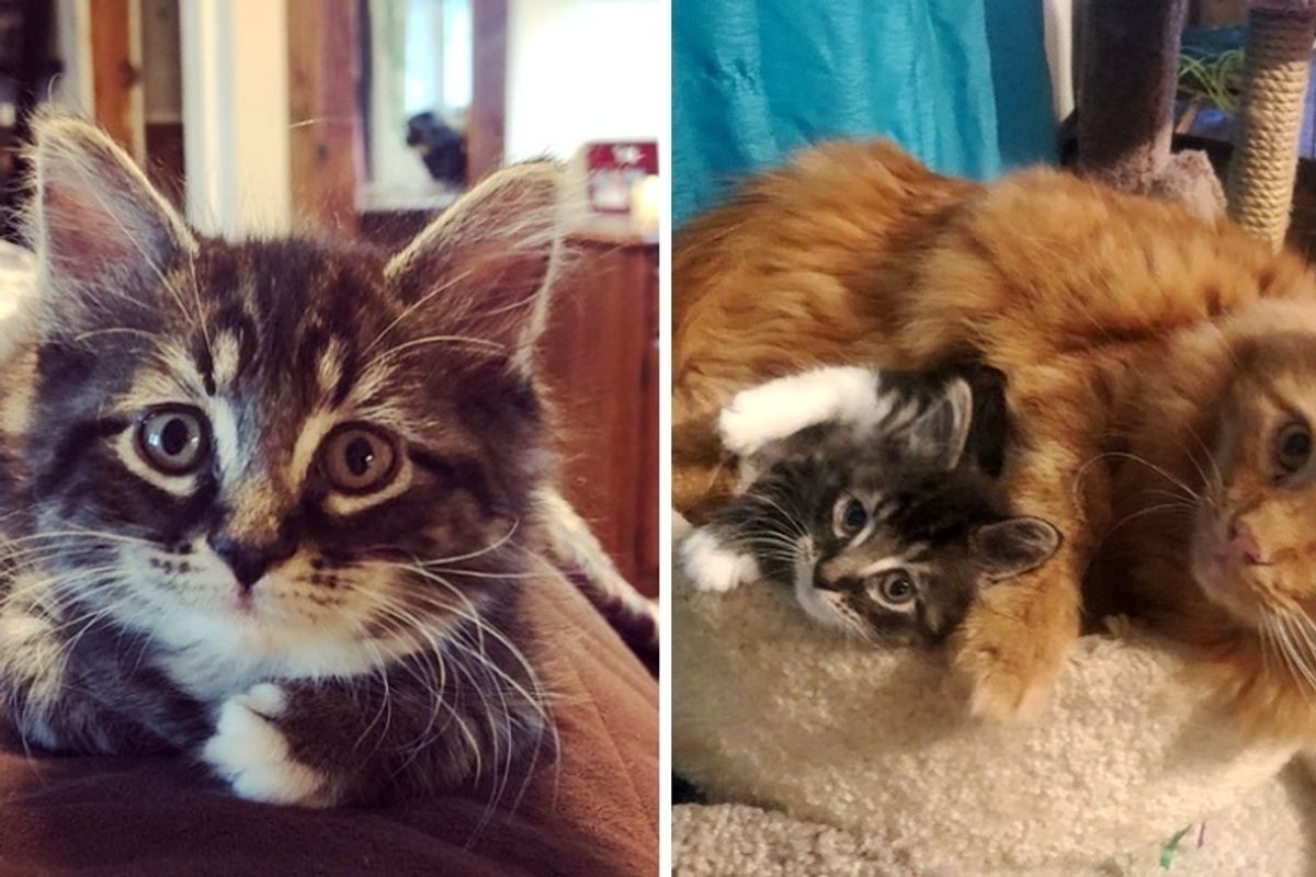 Cats Adopt Little Kitten Who Needed a Home, and Raise Her as Their Own