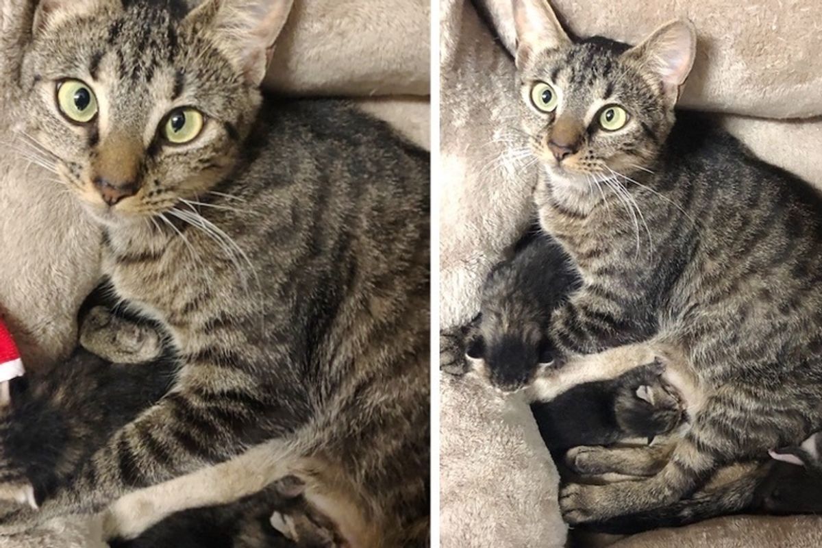Cat Gave Birth to Kittens on Christmas Eve Right After She was Rescued