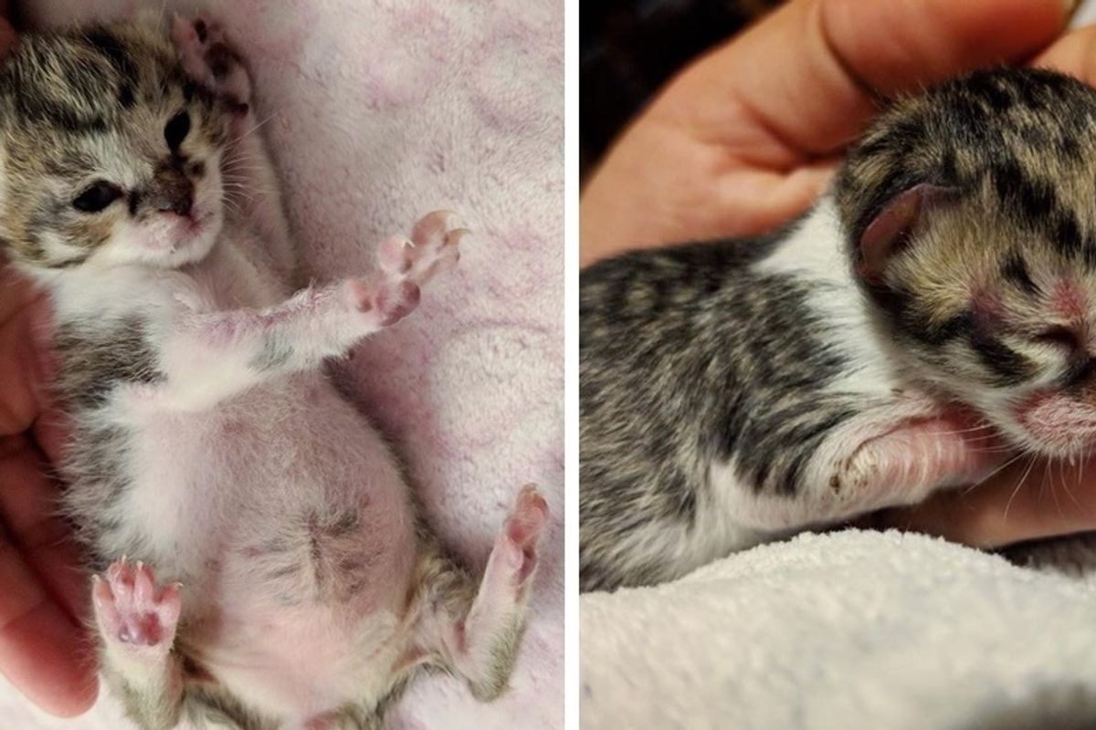 Man Found Kitten Near the Woods When He Heard His Cries - He Rushed to Save Him